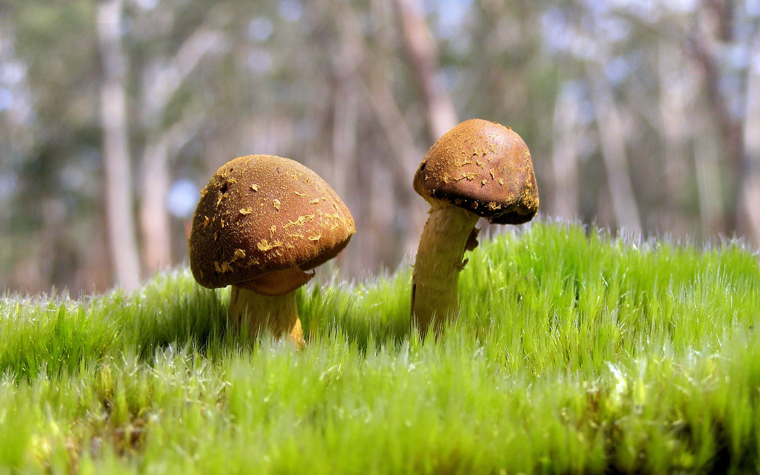 保罗统治全场,山西队压哨击败火箭