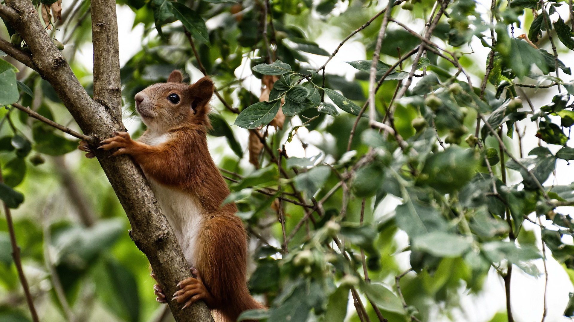 巴黎关键战，奥运周期焦点对决，东道主正面击溃卡塔尔