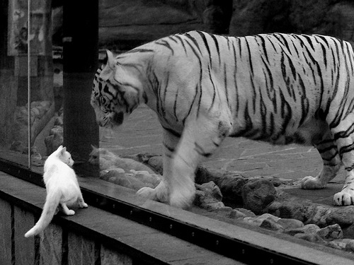 波斯铁骑全面压制非洲雄狮，基耶萨战术存在感贯穿全场